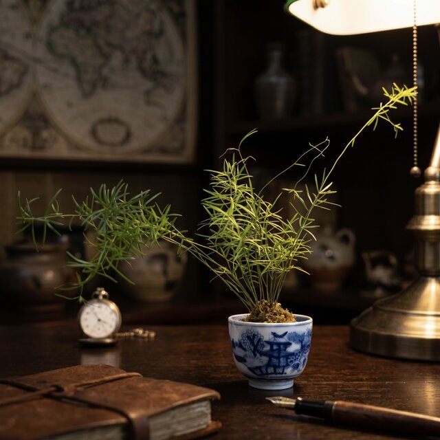 koke0010 明治期（1868～1911年）伊万里染付 手描きの器と苔玉のセット