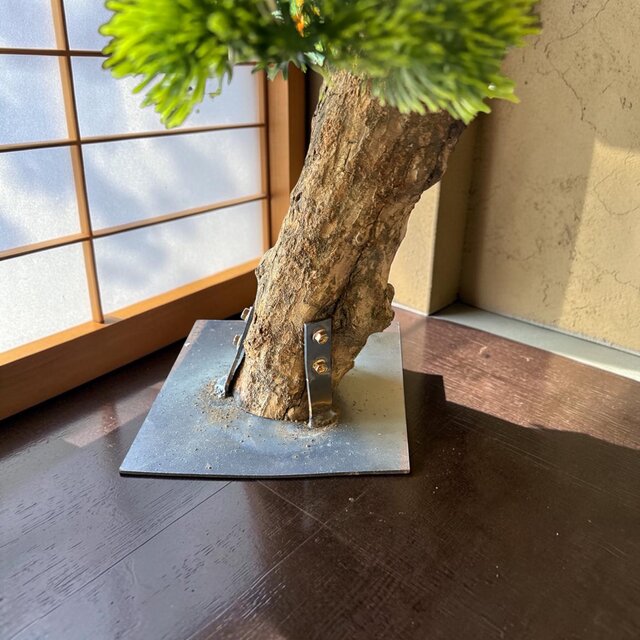 光触媒　人工観葉植物　ウォールグリーン　フェイクグリーン　盆栽フィカス1916 光触媒 人工観葉植物 ウォールグリーン フェイクグリーン 盆栽 | iichi