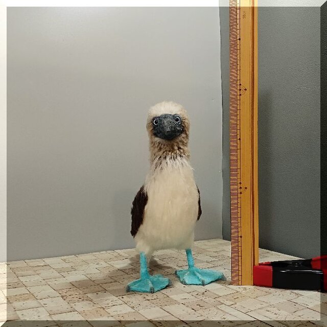羊毛フェルト 鳥 アオアシカツオドリ 鳥フィギュア 動物フィギュア