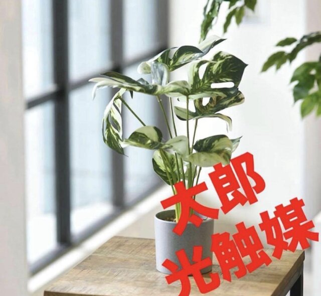 光触媒 人工観葉植物 ウォールグリーン フェイクグリーン モンステラ