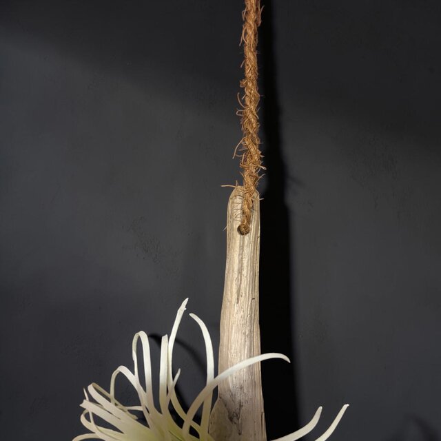 光触媒 人工観葉植物 ウォールグリーン フェイクグリーン 流木壁掛け