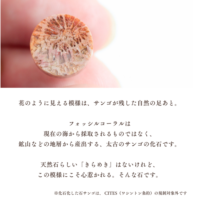 時間を纏う・花模様のフォッシルコーラルピアス｜天然石 一点もの 菊目