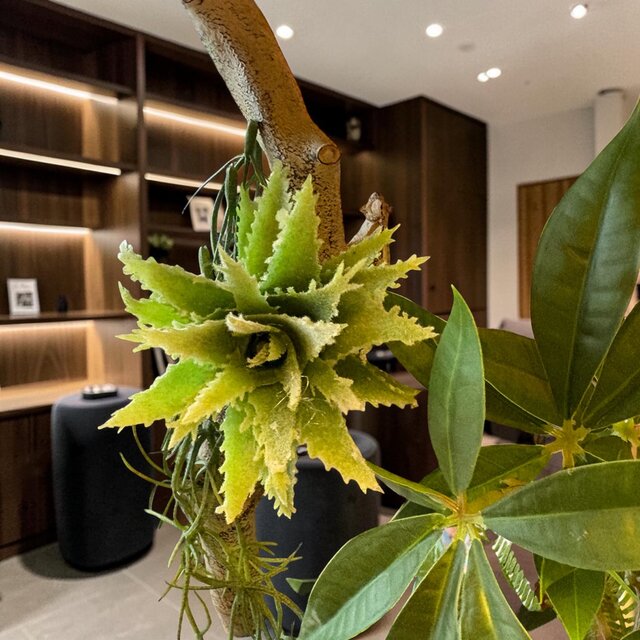 光触媒 人工観葉植物 ウォールグリーン フェイクグリーン