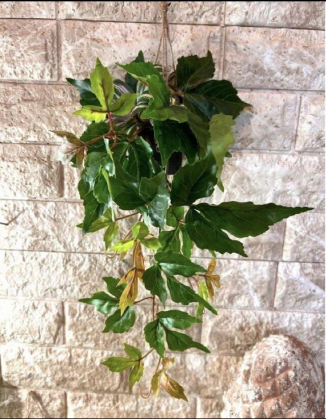 光触媒 観葉植物 ウォールグリーン フェイクグリーン ポトスアイビーと