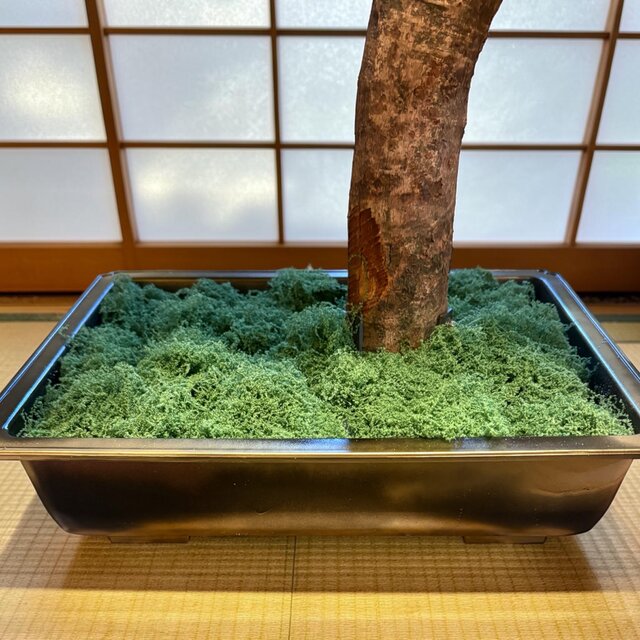 光触媒 人工観葉植物 ウォールグリーン フェイクグリーン 盆栽花器付き