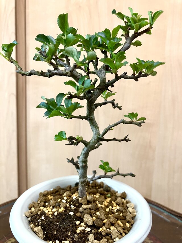 盆栽　長寿梅　　223 送料込み 紅長寿梅盆栽 23cm 9/12撮影 | iichi 日々の暮らしを心地よく