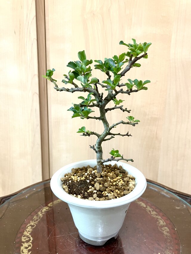 送料込み 紅長寿梅盆栽 23cm 9/12撮影 | iichi 日々の暮らしを心地よく
