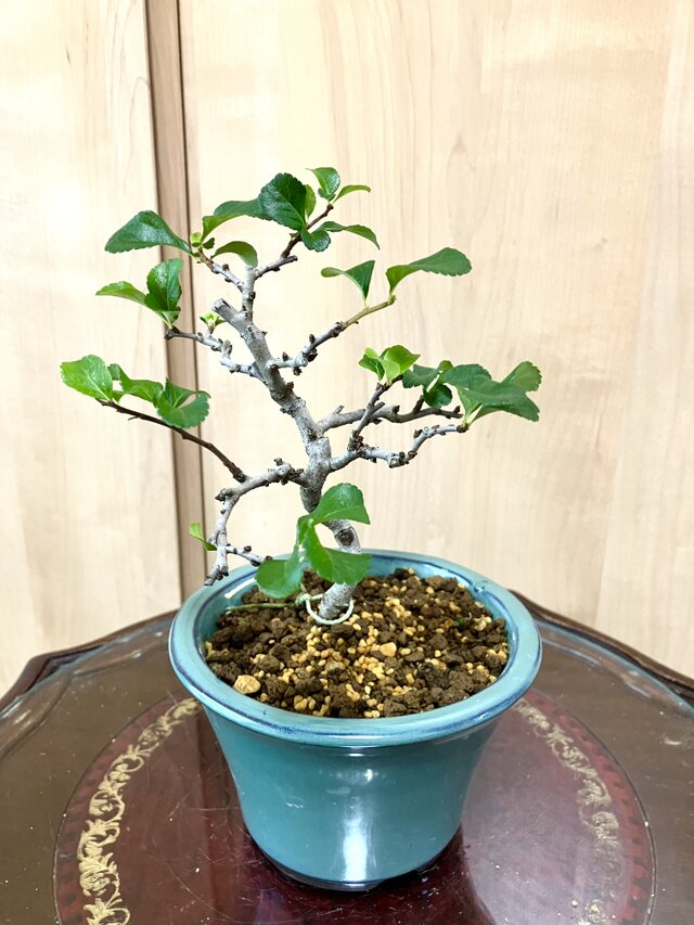 送料込み 白長寿梅盆栽 21cm 9/12撮影 7 盆栽 ！！。 | iichi 日々の