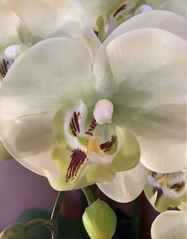 光触媒 人工観葉植物 ウォールグリーン フェイクグリーン リアル胡蝶蘭