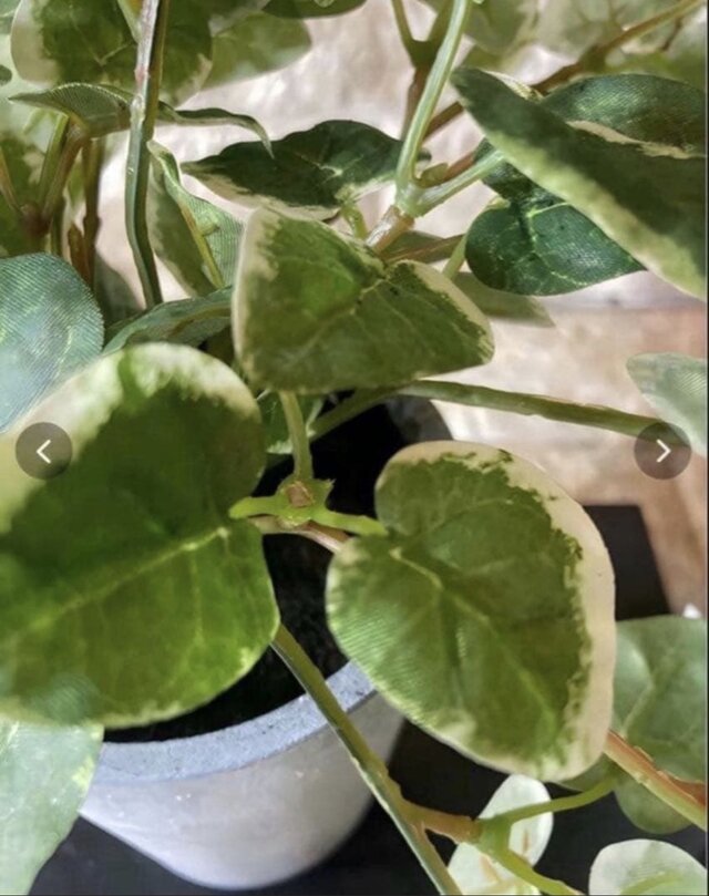 光触媒 人工観葉植物 ウォールグリーン フェイクグリーン プミラポット