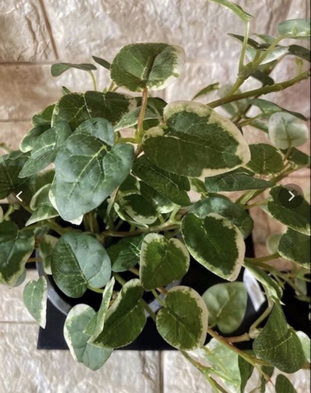 光触媒 人工観葉植物 ウォールグリーン フェイクグリーン プミラポット 光触媒 人工観葉植物 ウォールグリーン フェイクグリーン プミラポット