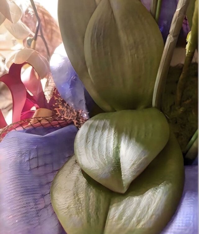 光触媒 人工観葉植物 ウォールグリーン フェイクグリーン 胡蝶蘭7545仏
