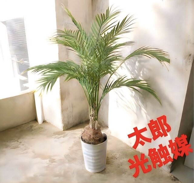 光触媒　人工観葉植物　造花　ウォールグリーン　アレカヤシ 光触媒 人工観葉植物 ウォール グリーン フェイクグリーン アレカヤシ