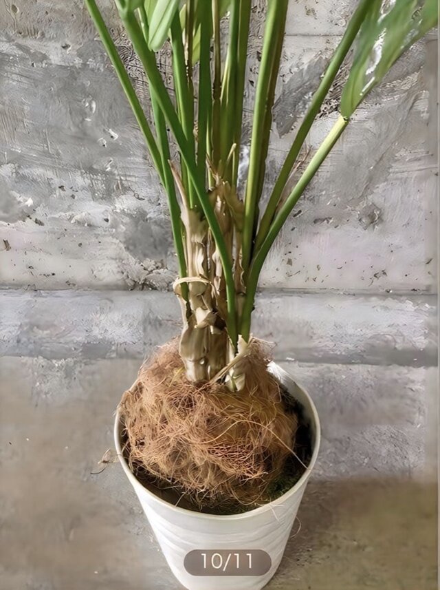 光触媒　人工観葉植物　ウォールグリーン　フェイクグリーン　アレカパーム1.35 光触媒 人工観葉植物 ウォール グリーン フェイクグリーン アレカヤシ