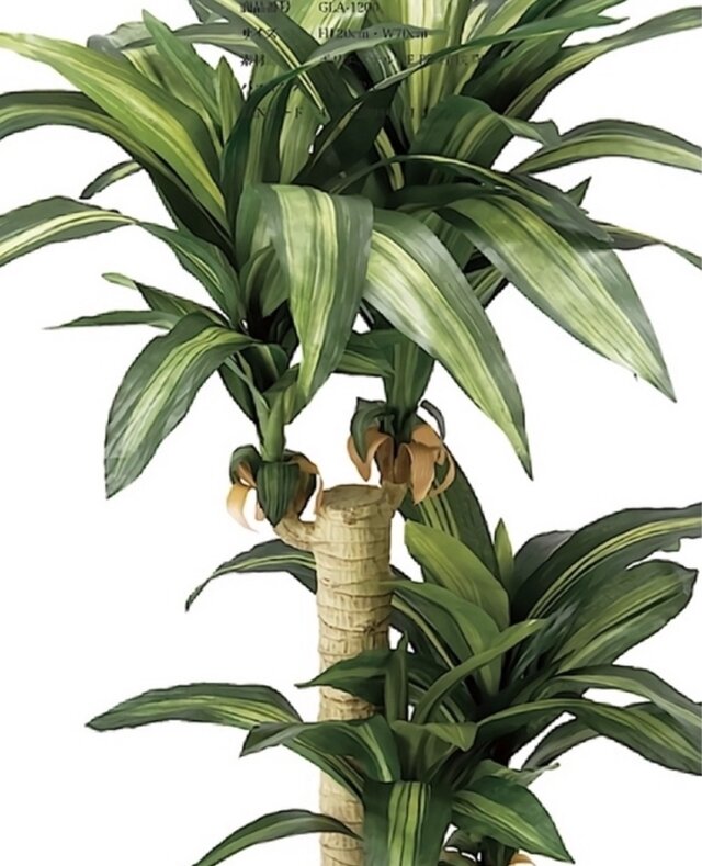 光触媒 観葉植物 ウォールグリーン フェイクグリーン 幸福の木