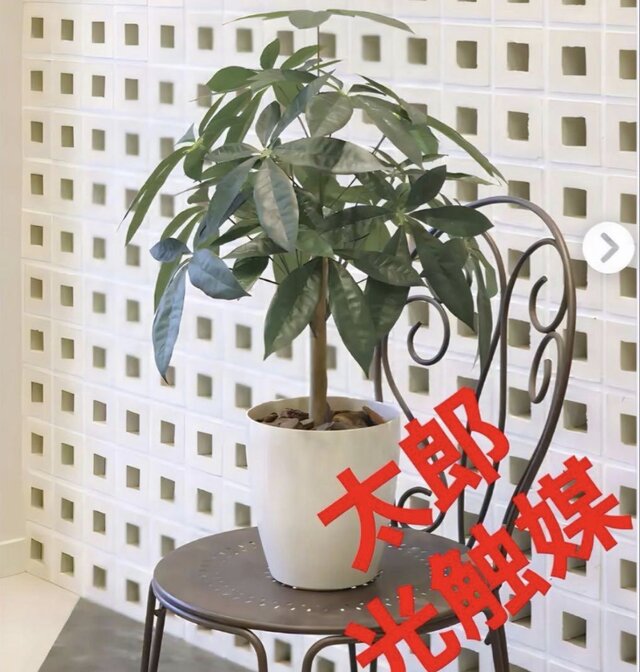 光触媒 人工観葉植物 ウォールグリーン フェイクグリーン パキラ72