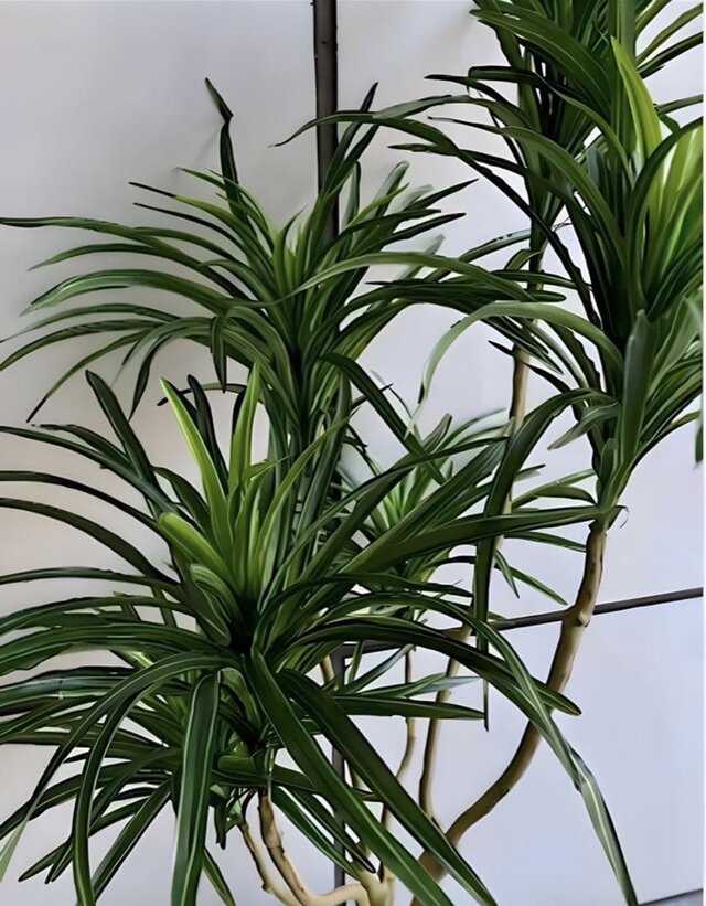光触媒 人工観葉植物 ウォールグリーン フェイクグリーン コンシンネ