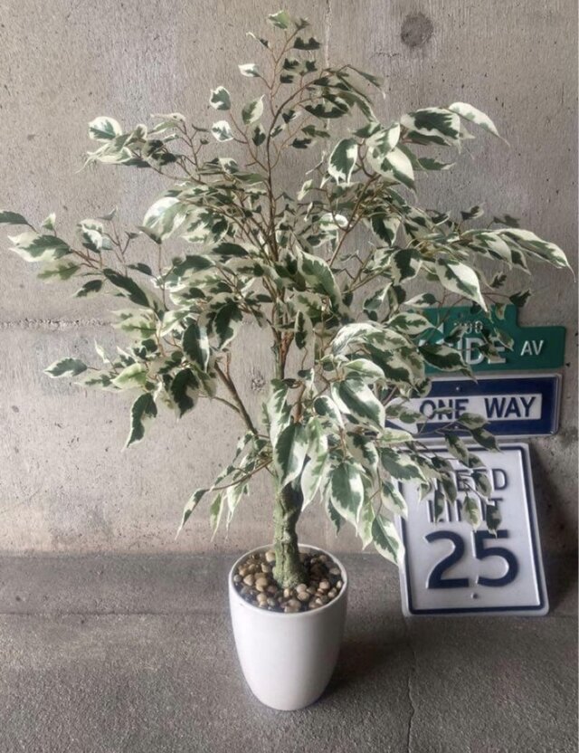 光触媒 人工観葉植物 ウォールグリーン フェイク ベンジャミンフィカス