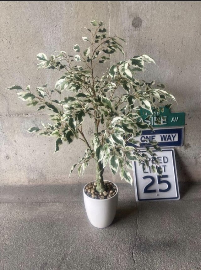 光触媒　人工観葉植物　ウォールグリーン　フェイクグリーン　ベンジャミンフィカスj 光触媒 人工観葉植物 ウォールグリーン フェイク ベンジャミンフィカス