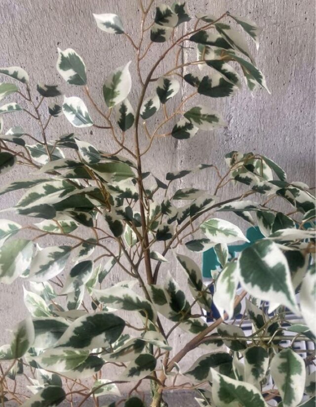 光触媒 人工観葉植物 ウォールグリーン フェイク ベンジャミンフィカス