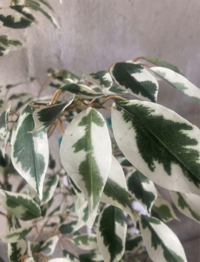 光触媒 人工観葉植物 ウォールグリーン フェイク ベンジャミンフィカス