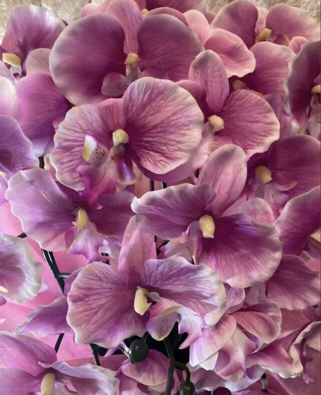光触媒 人工観葉植物 ウォールグリーン フェイクグリーン 胡蝶蘭6142aj