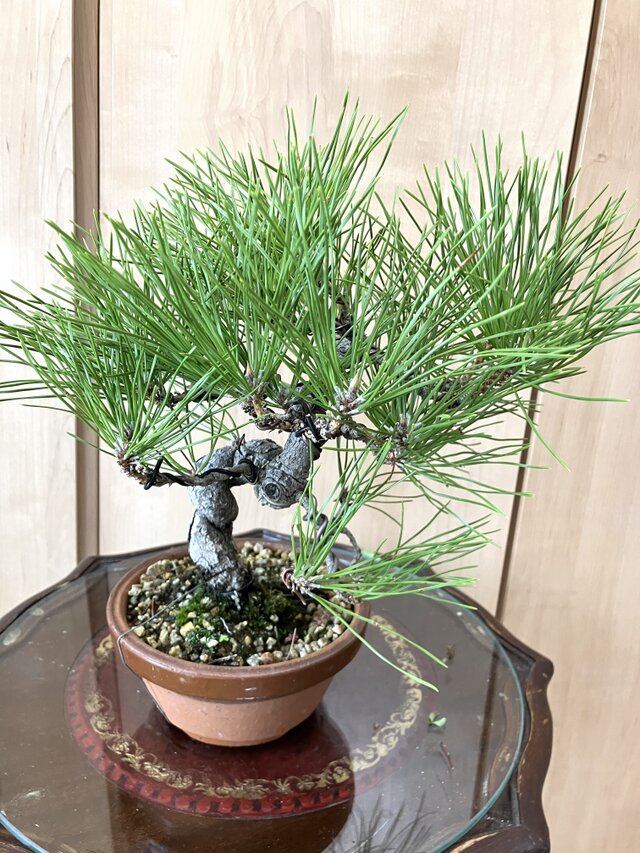黒松盆栽　黒松　26cm 匿名配送　‼️ 送料込み 黒松盆栽 9/30現在 26cm 盆栽 ！ | iichi 日々の暮らしを