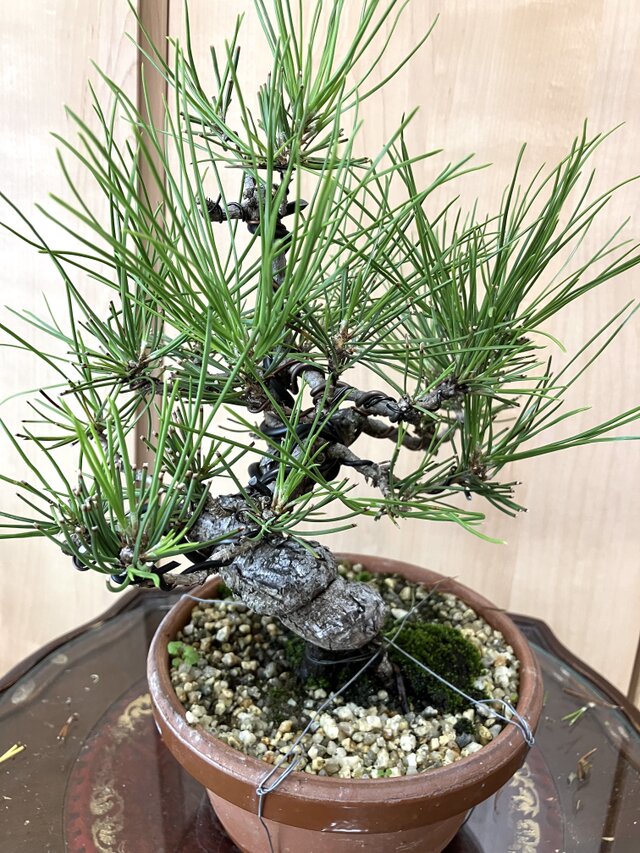 送料込み 黒松盆栽 28cm 9/30現在 盆栽 ! | iichi 日々の暮らしを