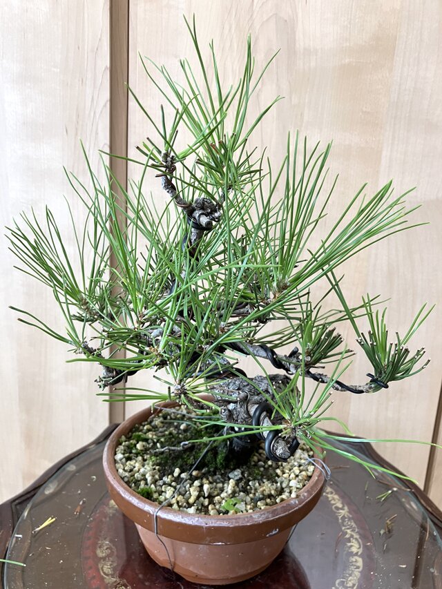 m*k様 黒松 盆栽 送料込み 黒松盆栽 28cm 9/30現在 盆栽 ! | iichi 日々の暮らしを