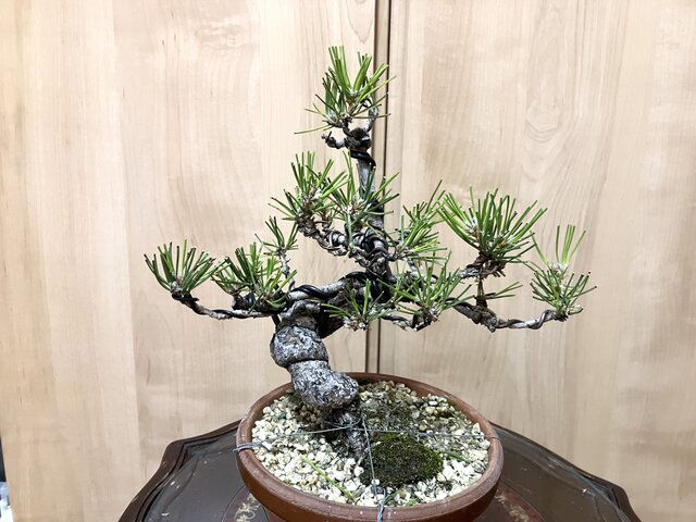 送料込み 黒松盆栽 28cm 盆栽 ! | iichi 日々の暮らしを心地よくする