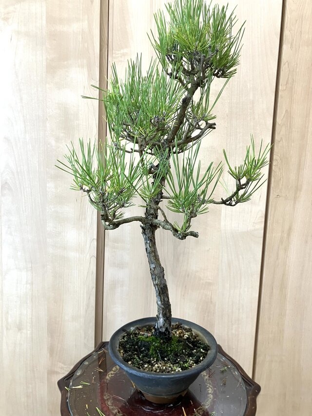 黒松盆栽　文人木　65cm 黒松　盆栽　匿名配送　‼️ 送料込み 9/30現在 文人木盆栽 65cm 黒松 | iichi 日々の暮らしを