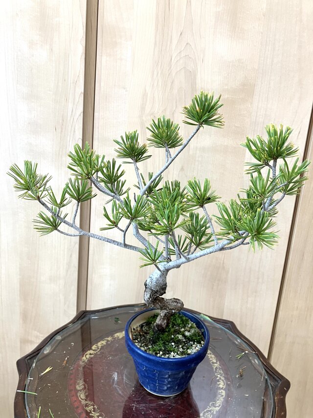 送料込み 希少 35cm 9/30現在 班入り五葉松盆栽 | iichi 日々の暮らし
