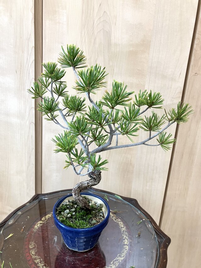 班入り五葉松　五葉松　35cm 五葉松盆栽　盆栽 匿名配送 ‼️ 送料込み 希少 35cm 9/30現在 班入り五葉松盆栽 | iichi 日々の暮らし
