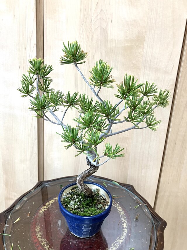 送料込み 希少 35cm 9/30現在 班入り五葉松盆栽 | iichi 日々の暮らし