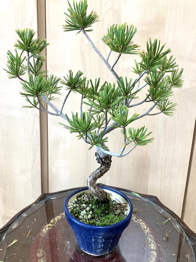 送料込み 希少 35cm 9/30現在 班入り五葉松盆栽 | iichi 日々の暮らし