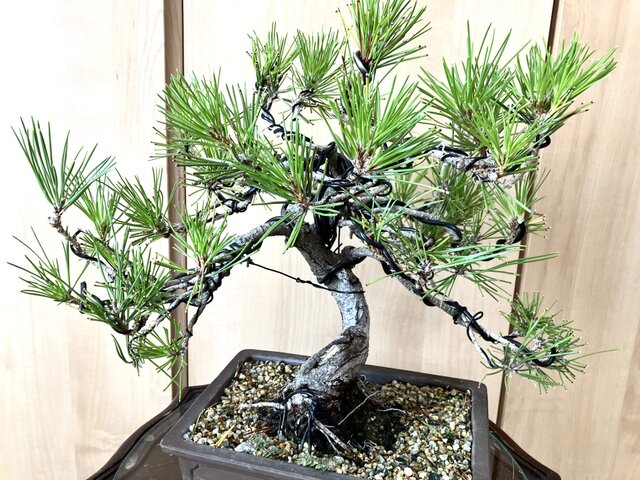 送料込み 9/30現在 黒松盆栽 32×35cm | iichi 日々の暮らしを心地よく