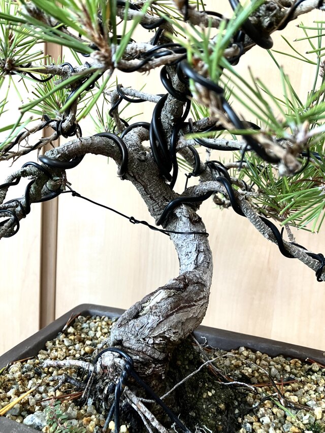 送料込み 9/30現在 黒松盆栽 32×35cm | iichi 日々の暮らしを心地よく