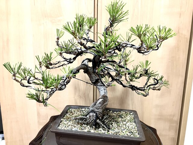 あ*ー様 黒松 盆栽 送料込み 黒松盆栽 32×35cm | iichi 日々の暮らしを心地よくする