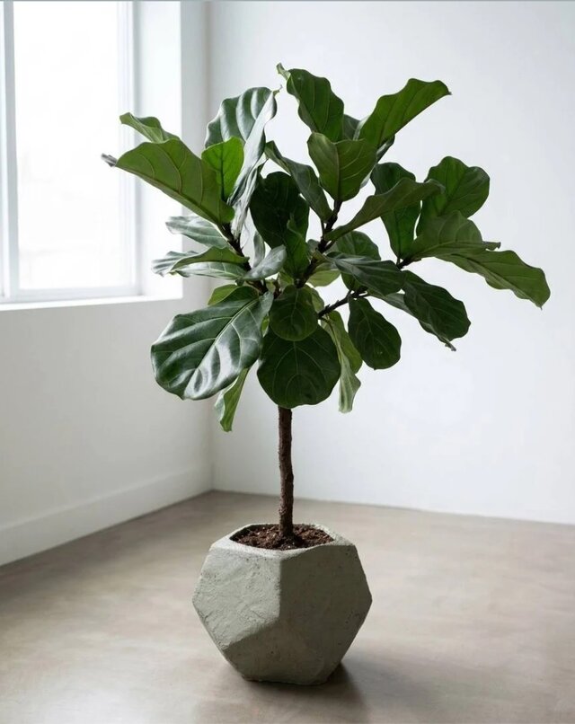6号 植木鉢 FACET ~Soil Planter~｜京都の土を手塗りした多面体の鉢