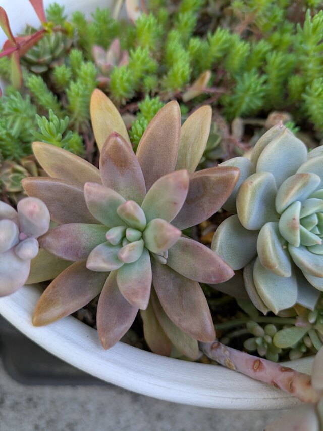 多肉植物 秋麗 5つ カット苗 | iichi 日々の暮らしを心地よくする