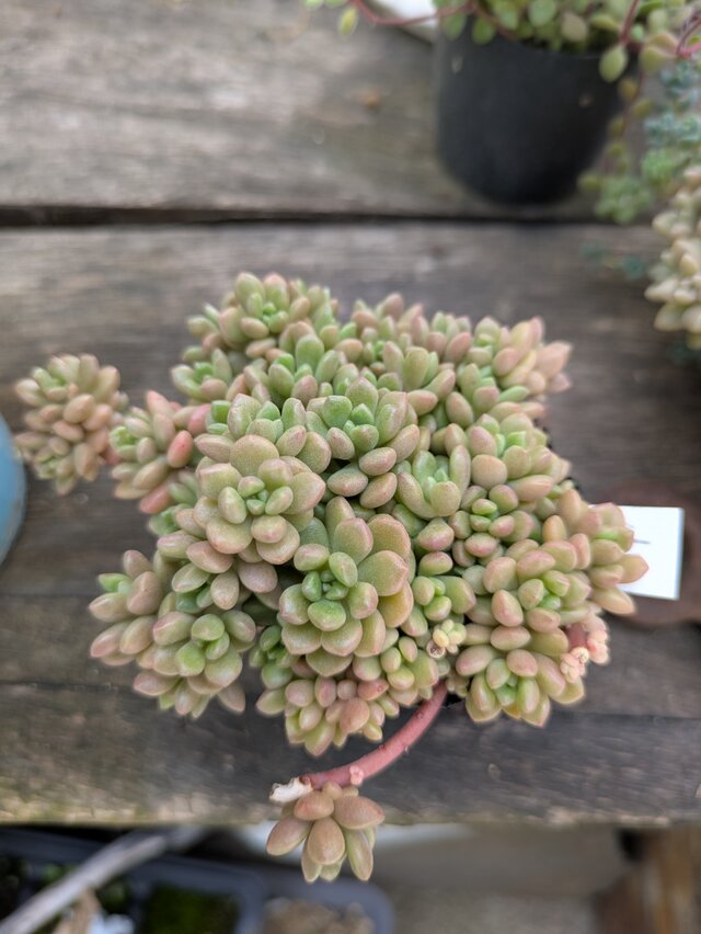 多肉植物 小梅 3つ カット苗 | iichi 日々の暮らしを心地よくする