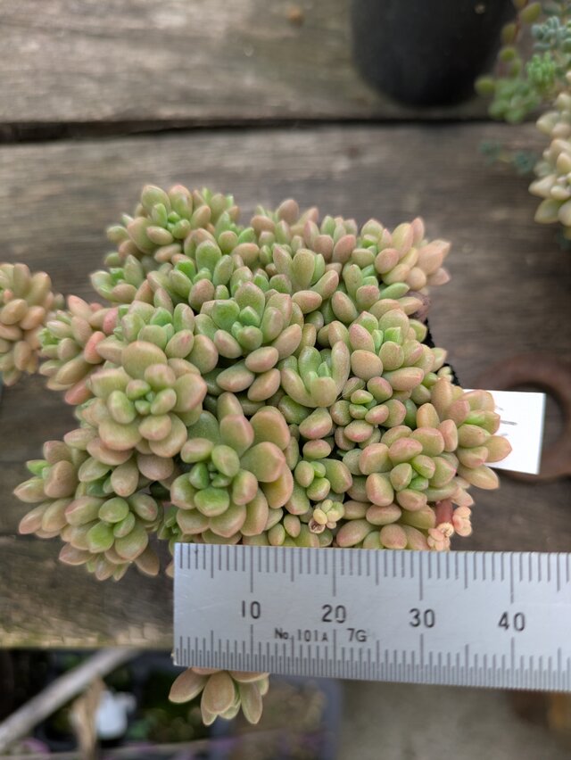 多肉植物 小梅 3つ カット苗 | iichi 日々の暮らしを心地よくする