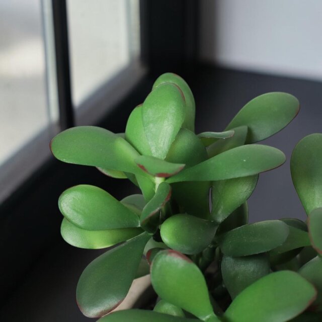 光触媒 人工観葉植物 ウォールグリーン フェイクグリーン 21エケベリア