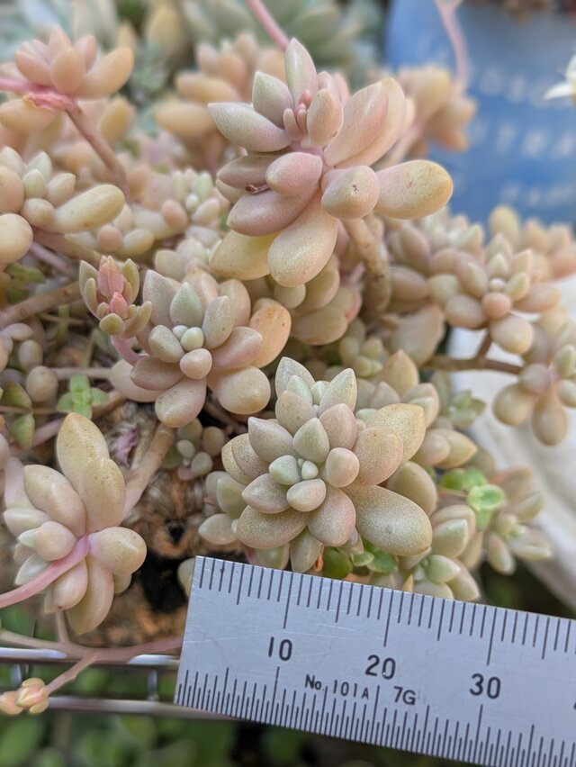 セール♪多肉☆ロビン・大株・カット苗 多肉植物 姫秀麗 15カット カット苗 | iichi 日々の暮らしを心地よく
