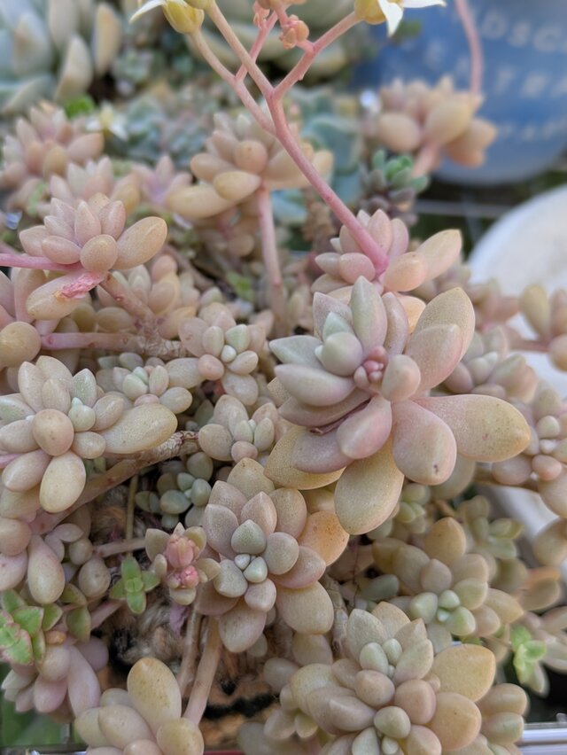 多肉植物 姫秀麗 15カット カット苗 | iichi 日々の暮らしを心地よく