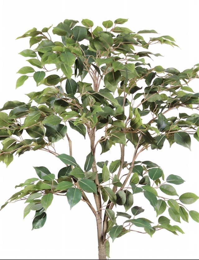 光触媒 人工観葉植物 ウォールグリーン フェイクグリーン ベンジャミン