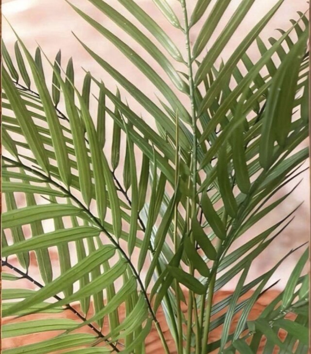 光触媒 人工観葉植物 ウォールグリーン フェイクグリーン アレカヤシ白