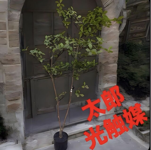光触媒 人工観葉植物 ウォールグリーン フェイクグリーン マダガスカル