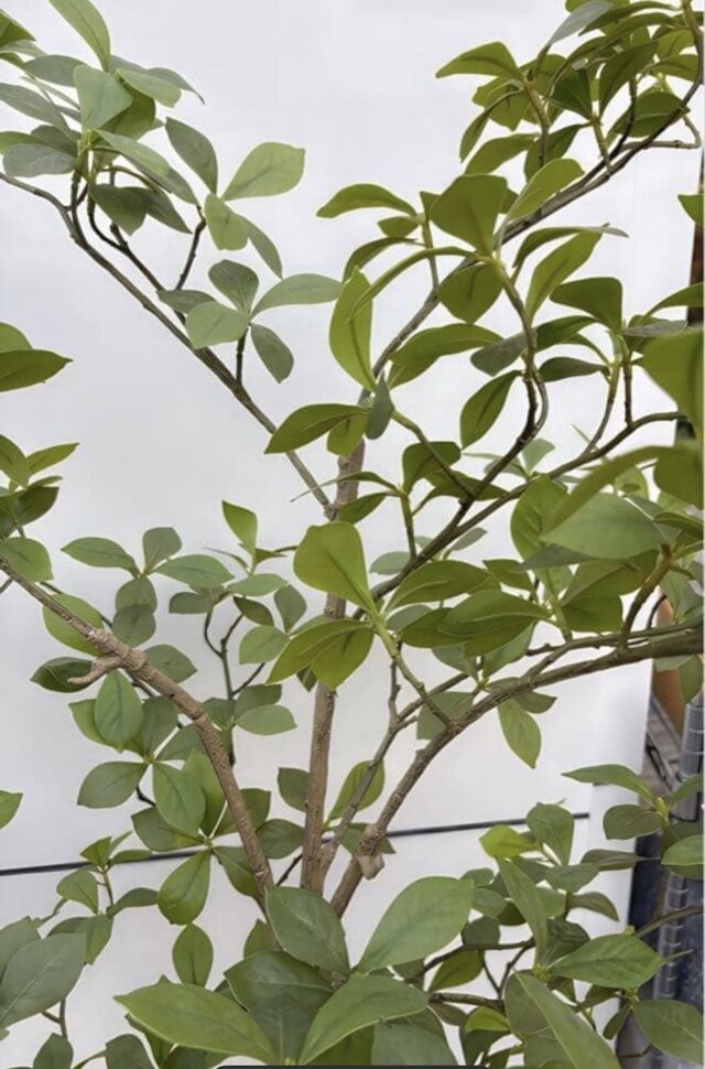 光触媒 人工観葉植物 ウォールグリーン フェイクグリーン マダガスカル