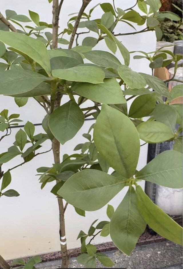 光触媒 人工観葉植物 ウォールグリーン フェイクグリーン マダガスカル